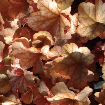 Heuchera Paprika - Purperklokje