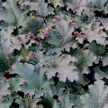 Heuchera Purple Petticoats - Purperklokje