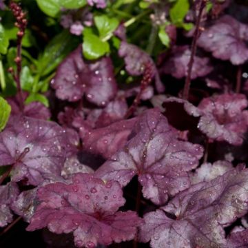 Heuchera Plum Royale - Purperklokje