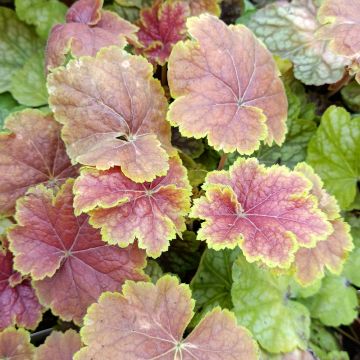 Heuchera Tiramisu - Purperklokje
