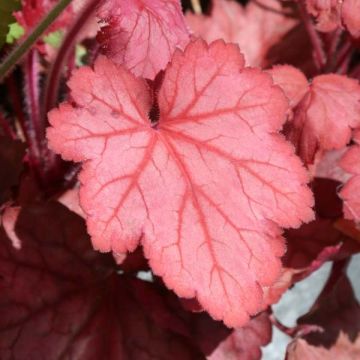 Heuchera Georgia Peach - Purperklokje
