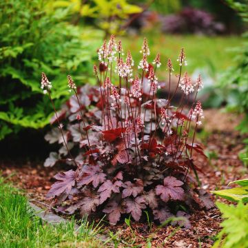 Heuchera Chocolate Ruffle - Purperklokje