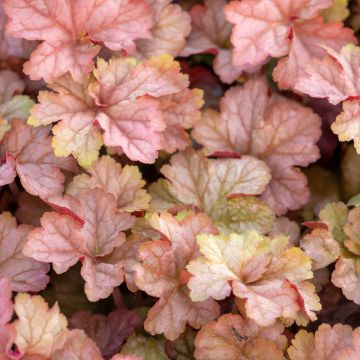 Heuchera Pinot Gris - Purperklokje