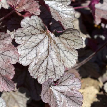 Heuchera Prince of Silver - Purperklokje