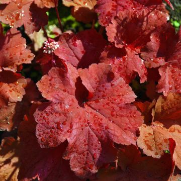 Heuchera Rio - Purperklokje