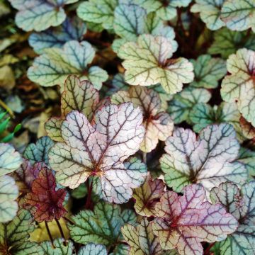 Heuchera Silver Scrolls - Purperklokje