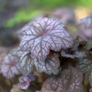 Heuchera Velvet Night - Purperklokje