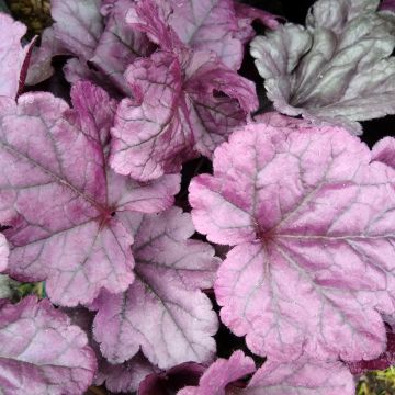 Heuchera Dolce Wildberry - Purperklokje