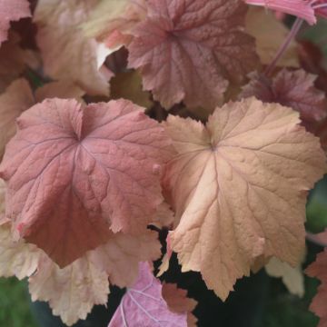 Heuchera Mega Caramel - Purperklokje