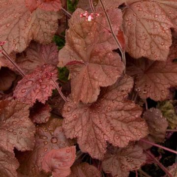 Heuchera Beaujolais - Purperklokje