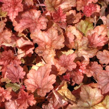 Heucherella Copper Cascade - Purperklokje
