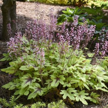 Heucherella Eye Spy - Purperklokje