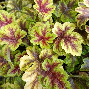 Heucherella Golden Zebra - Purperklokje