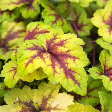 Heucherella Stoplight - Purperklokje