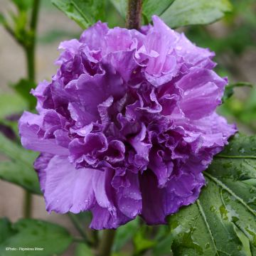 Hibiscus syriacus French Cabaret Purple - Tuinhibiscus