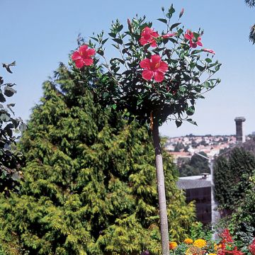 Hibiscus Sunny Cities Premiere Rood - Chinese roos