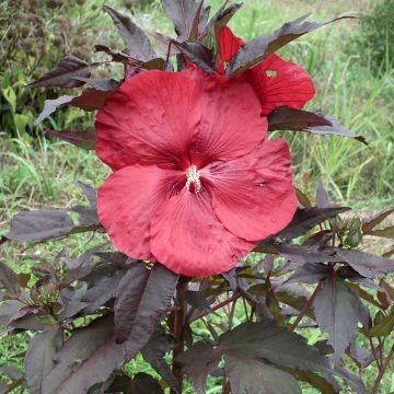 Hibiscus moscheutos Geant Rood - Moerashibiscus