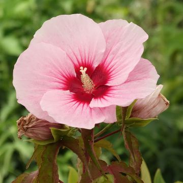 Hibiscus moscheutos Pink Candy - Moerashibiscus