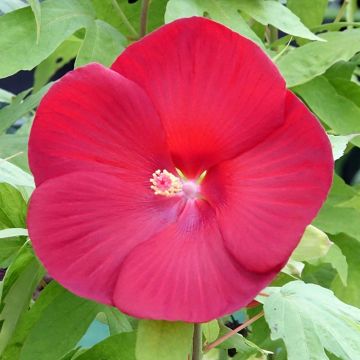 Hibiscus moscheutos Raijin - Moerashibiscus