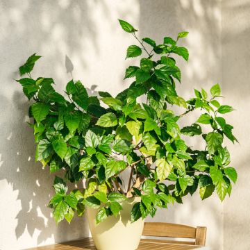 Hibiscus rosa-sinensis - Chinese roos