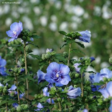 Hibiscus syriacus Beautifull Cobalt - Tuinhibiscus Hibiscus syriacus Beautifull Cobalt - Tuinhibiscus