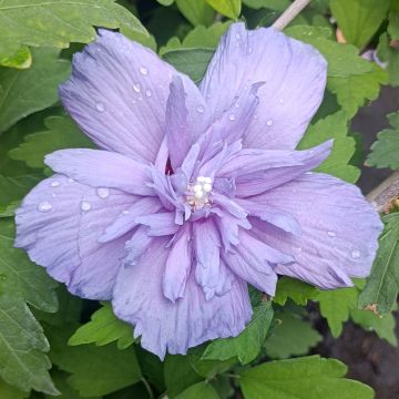 Hibiscus syriacus Blue Chiffon - Tuinhibiscus
