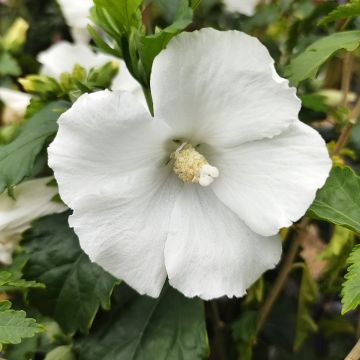Hibiscus syriacus Eléonore - Tuinhibiscus
