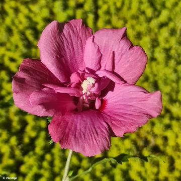 Hibiscus syriacus Flower Tower Ruby - Tuinhibiscus
