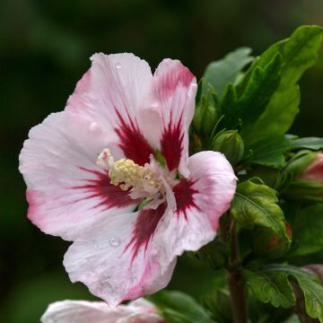 Hibiscus syriacus Hamabo - Tuinhibiscus