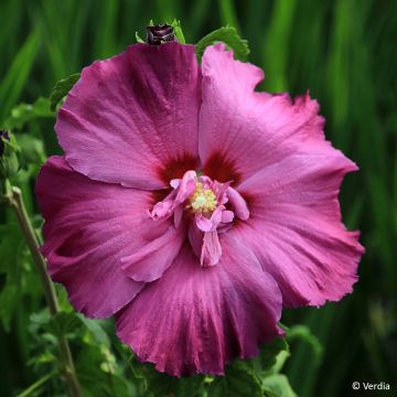 Hibiscus syriacus Sangria - Tuinhibiscus