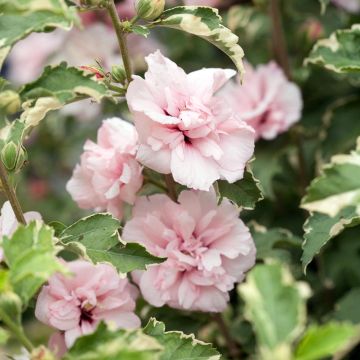 Hibiscus syriacus Sugar Tip - Tuinhibiscus