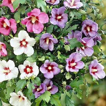 Hibiscus syriacus Tricolor - Tuinhibiscus