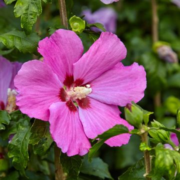 Hibiscus syriacus Pink Giant - Tuinhibiscus