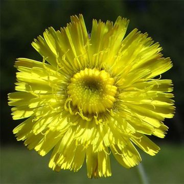 Hieracium pilosella - Muizenoor