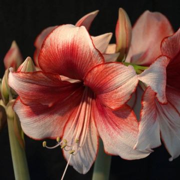 Amaryllis Charisma - Hippeastrum