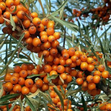 Hippophae rhamnoides - Duindoorn