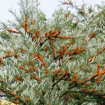 Hippophae rhamnoides Hergo - Duindoorn