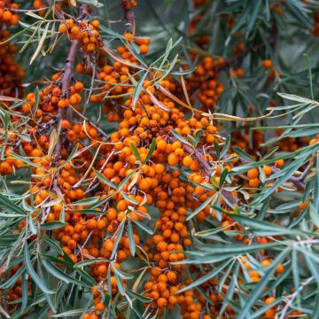 Hippophae rhamnoides Sirola - Duindoorn