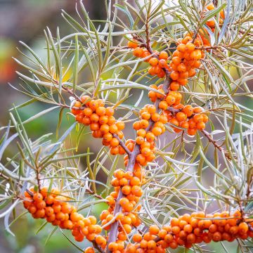 Hippophae rhamnoides (zaad) - Duindoorn