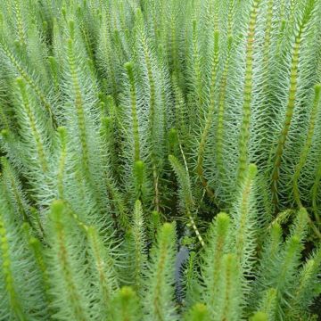 Hippuris vulgaris - Gewone lidsteng