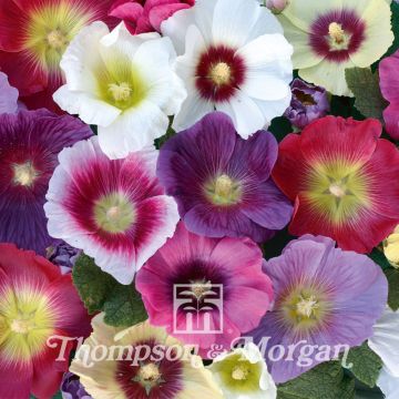 Alcea rosea Halo Mixed (zaad) - Stokroos