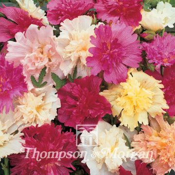 Alcea rosea Majorette Mixed (zaad) - Stokroos