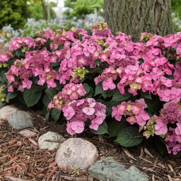 Hydrangea Endless Summer Pop Star (roze) - Bolhortensia