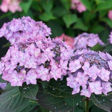 Hydrangea serrata Frozen Smoothie - Berghortensia