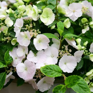 Hydrangea Runaway Bride Snow White - Guirlande hortensia