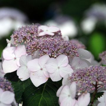 Hydrangea macrophylla Cloudi - Bolhortensia