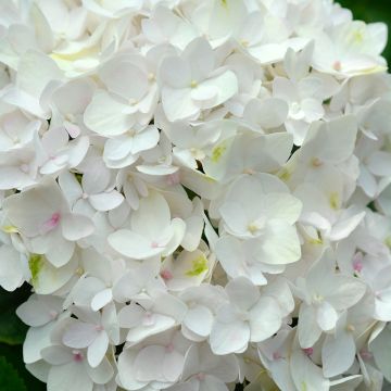 Hydrangea macrophylla Endless Summer The Bride - Bolhortensia