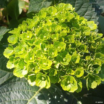 Hydrangea macrophylla Green EVER BELLES Hortmagreclo - Bolhortensia