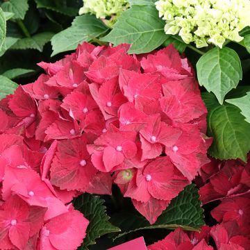 Hydrangea macrophylla Magical Ruby Tuesday - Bolhortensia