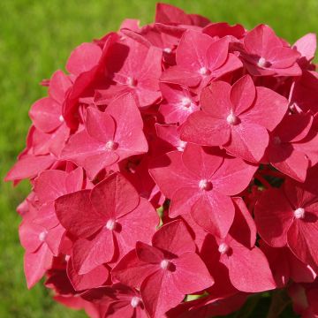 Hydrangea macrophylla Sibilla - boerenhortensia